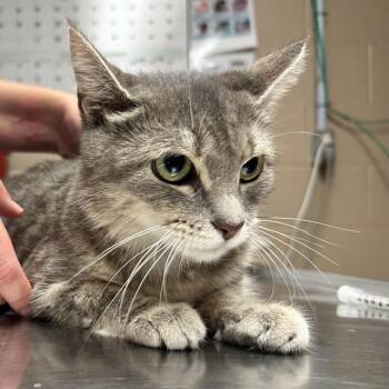 Elsa -  Domestic Short Hair Cat for Adoption in Newport, North Carolina - Elsa | PetCurious