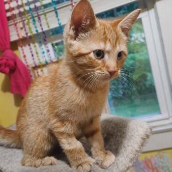 Domestic Short Hair Cats Available for Adoption in Candler, North Carolina - Cabo | PetCurious
