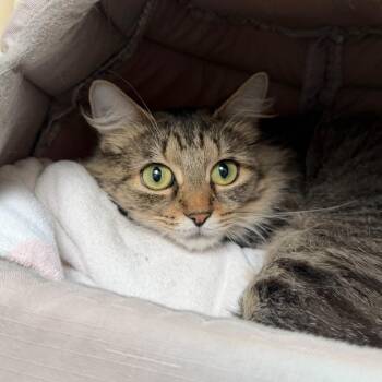 Viola -  Domestic Medium Hair Cat for Adoption in State College, Pennsylvania - Viola | PetCurious
