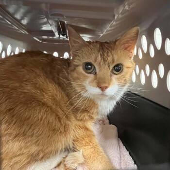 Domestic Short Hair Cats Available for Adoption in Lyndhurst, Virginia - SVAS-Stray-38550 | PetCurious