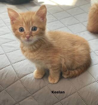 Keelan -  Domestic Short Hair Cat for Adoption in Buford, Georgia - Keelan | PetCurious