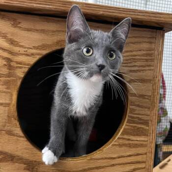 Toula -  Domestic Short Hair Cat for Adoption in Morgan Hill, California - Toula | PetCurious