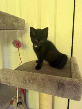 April Ludgate -  Domestic Short Hair Cat for Adoption - April Ludgate | PetCurious