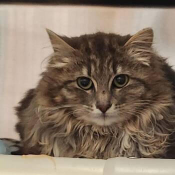 Domestic Long Hair Cats Available for Adoption in Vancouver, Washington - Dunlin - Barn Cat | PetCurious