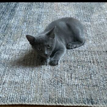 River -  Domestic Short Hair Cat for Adoption in Omaha, Nebraska - River | PetCurious