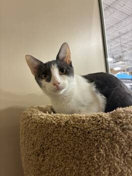 Rescue Domestic Short Hair Cats for Adoption in Naranjito, Naranjito - Olivia | PetCurious