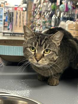 Domestic Short Hair Cats Available for Adoption in East Hartford, Connecticut - Pinecone | PetCurious