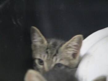 Domestic Short Hair Cats Available for Adoption in Ocala, Florida - HAN SOLO | PetCurious