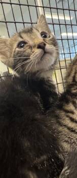 Domestic Short Hair Cats Available for Adoption in San Antonio, Texas - A807072 | PetCurious