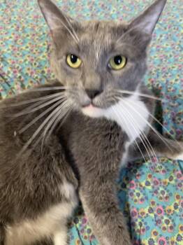 Nevermore -  Domestic Short Hair Cat for Adoption in Houston, Texas - Nevermore | PetCurious