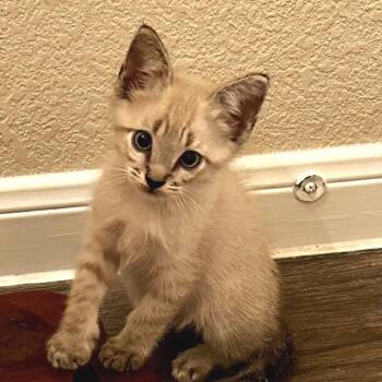 Harvey Milk -  Siamese Cat for Adoption in Austin, Texas - Harvey Milk | PetCurious