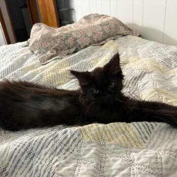 Edd ( Double D) -  Domestic Long Hair Cat for Adoption - Edd ( Double D) | PetCurious