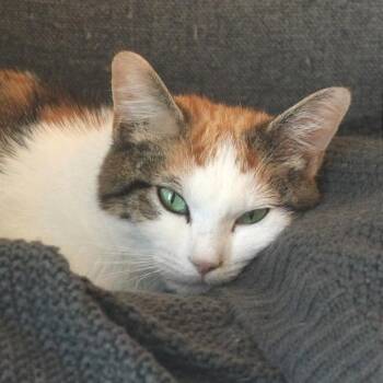 Pancake -  Domestic Short Hair Cat for Adoption in Chapel Hill, North Carolina - Pancake | PetCurious