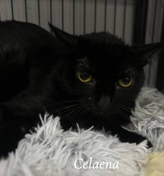 Rescue Domestic Short Hair Cats for Adoption in Lemont, Illinois - Celaena | PetCurious