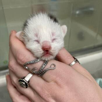 Domestic Short Hair Cats Available for Adoption in Skokie, Illinois - Zoey | PetCurious