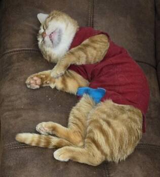Achille (hydro) -  Domestic Short Hair Cat for Adoption in Montreal, Quebec - Achille (hydro) | PetCurious
