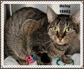 Domestic Short Hair and Tabby Cats Available for Adoption in Marietta, Georgia - DAISY See Also SNOW | PetCurious