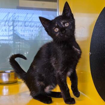 Chicken Parmesan -  Domestic Short Hair Cat for Adoption in Abilene, Texas - Chicken Parmesan | PetCurious