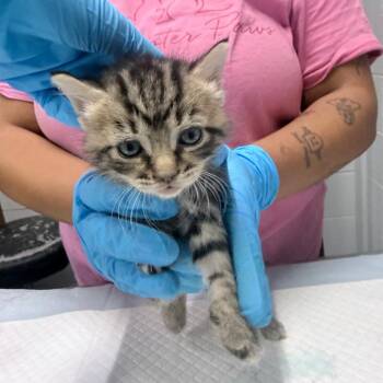 Dixie Cup -  Domestic Short Hair Cat for Adoption in Summerville, South Carolina - Dixie Cup | PetCurious