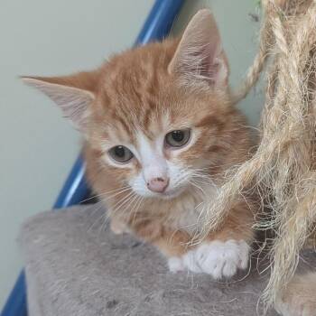 Mango Gelato in Frederick, MD -  Domestic Short Hair Cat for Adoption - Mango Gelato In Frederick, MD | PetCurious