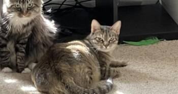 Rescue Domestic Short Hair Cats for Adoption in Houston, Texas - Eva | PetCurious