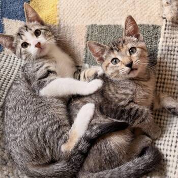 Judy & Shirley -  Domestic Short Hair Cat for Adoption in Chicago, Illinois - Judy & Shirley | PetCurious