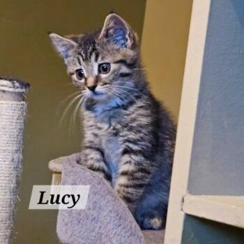 Lucy -  Domestic Short Hair Cat Available for Adoption in Kenosha, Wisconsin - Lucy | PetCurious