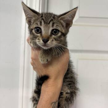 Apple Jacks -  Tabby and Domestic Short Hair Cat for Adoption in Columbia, South Carolina - Apple Jacks | PetCurious