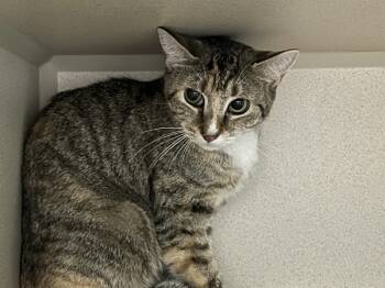 Rescue Domestic Short Hair Cats for Adoption in New York, New York - Millie | PetCurious