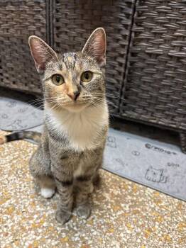 Hermione -  Tabby and Calico Cat Available for Adoption in Chicago, Illinois - Hermione | PetCurious