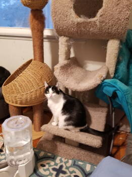 Rescue Bombay and Maine Coon Cats for Adoption in Buena Park, California - Felix And Webster | PetCurious