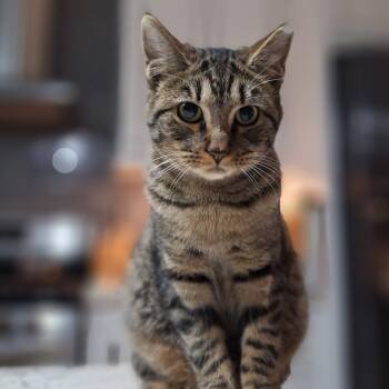 Domestic Short Hair Cats Available for Adoption in Fort Collins, Colorado - Gelato | PetCurious