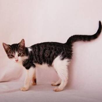 Domestic Short Hair Cats Available for Adoption - Swiftpaw | PetCurious