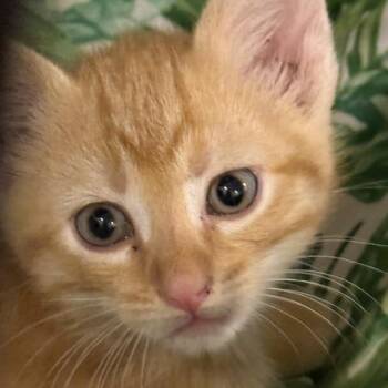 Cheeto -  Domestic Medium Hair Cat for Adoption in Springfield, Missouri - Cheeto | PetCurious