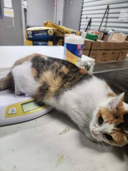 SAMARA -  Domestic Short Hair and Calico Cat Available for Adoption in Lexington, Tennessee - SAMARA | PetCurious
