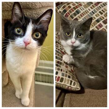 Rescue Tabby Cats for Adoption in Pittsboro, North Carolina - Betsy And Beverly | PetCurious