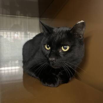 Rescue Domestic Short Hair Cats for Adoption in Richmond, California - CHARCOAL | PetCurious