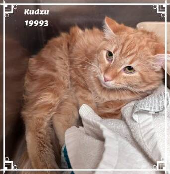 KUDZU see also GRITS -  Domestic Medium Hair and Tabby Cat for Adoption in Marietta, Georgia - KUDZU See Also GRITS | PetCurious