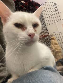 Rescue Domestic Short Hair Cats for Adoption in Indiana, Pennsylvania - Max | PetCurious