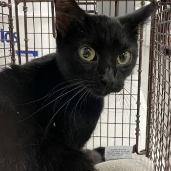 Darmeesha -  Domestic Short Hair Cat for Adoption in Des Moines, Iowa - Darmeesha | PetCurious