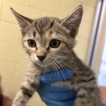 Juliet -  Domestic Short Hair Cat for Adoption - Juliet | PetCurious