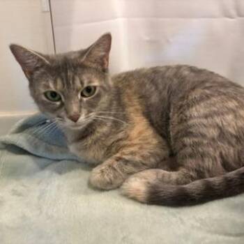 Julianne Meower -  Domestic Short Hair Cat for Adoption in Chicago, Illinois - Julianne Meower | PetCurious