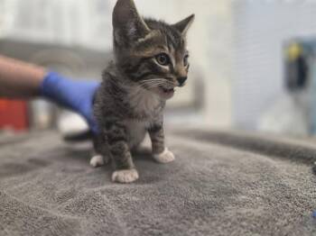 BOULDER -  Domestic Short Hair Cat for Adoption in Antioch, California - BOULDER | PetCurious
