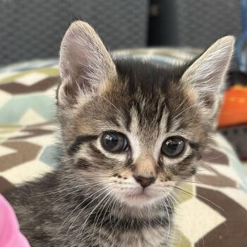 Sprite -  Domestic Short Hair Cat for Adoption in San Antonio, Texas - Sprite | PetCurious