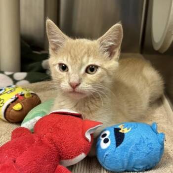 Turkey -  Domestic Short Hair Cat for Adoption in Walnut Creek, California - Turkey | PetCurious