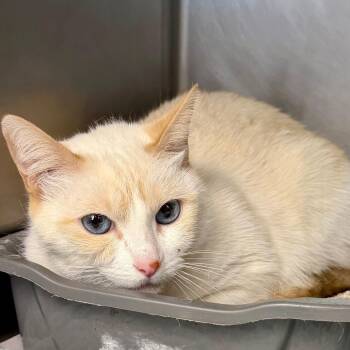 Baby AKA Singe -  Siamese and Mixed Breed Cat for Adoption in Newport, North Carolina - Baby AKA Singe | PetCurious