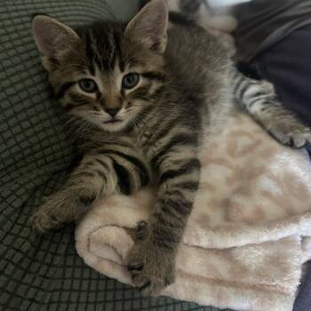 Charlie -  Domestic Short Hair Cat for Adoption in Edwardsville, Illinois - Charlie | PetCurious