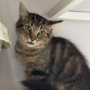 Rescue Domestic Medium Hair Cats for Adoption in Santa Fe, New Mexico - Astrid | PetCurious