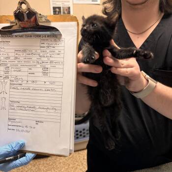 Domestic Short Hair Cats Available for Adoption in Tempe, Arizona - Terrier | PetCurious