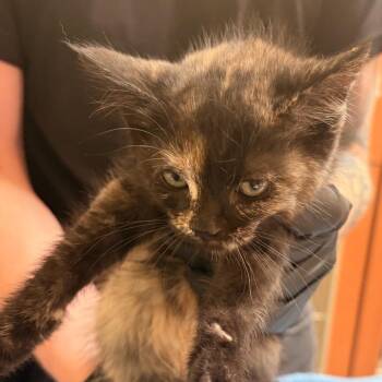 Froot Loops -  Domestic Short Hair Cat for Adoption in Murray, Utah - Froot Loops | PetCurious